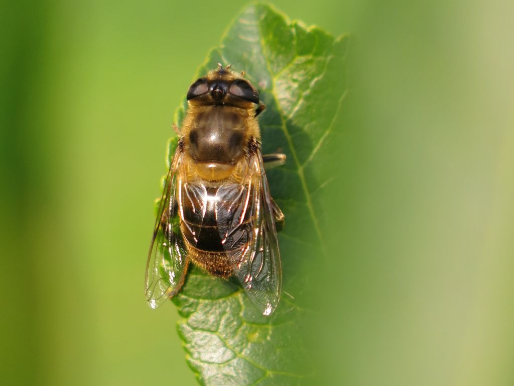 Syrphidae: Eristalis tenax, femmina