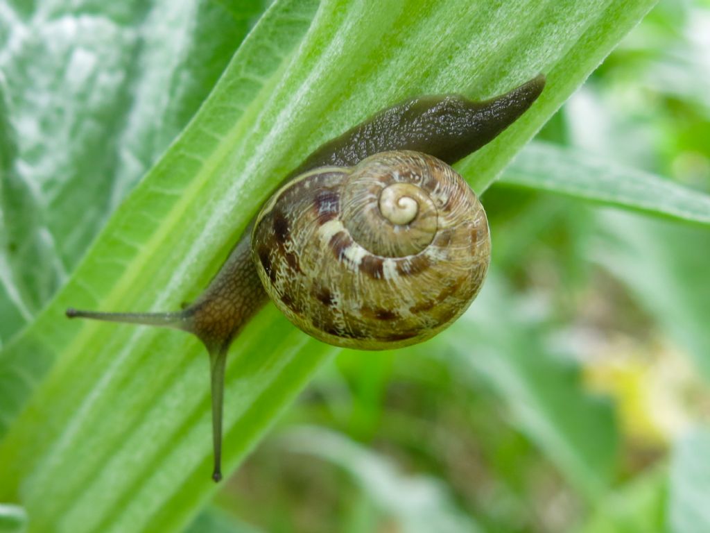 Cornu aspersum