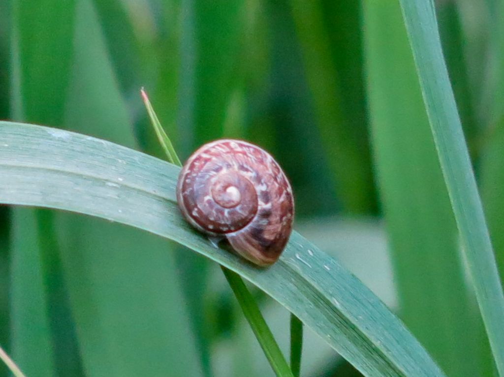 Massylaea (=Eobania) vemiculata