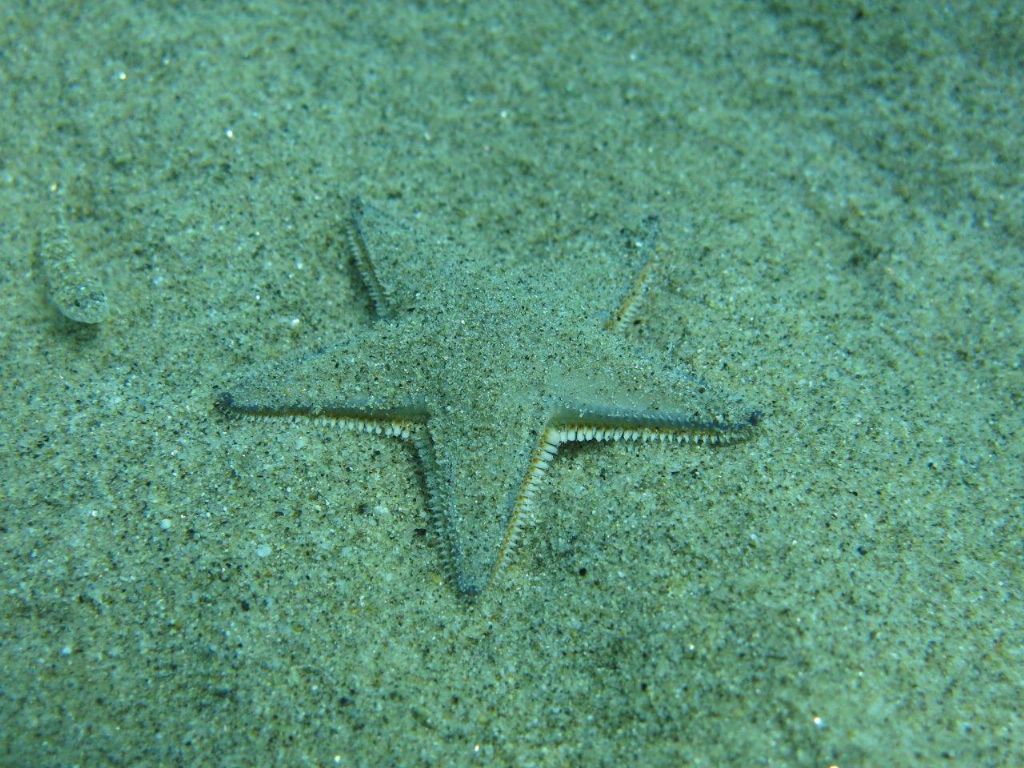 Associazione tra Bothus podas e Astropecten jonstoni