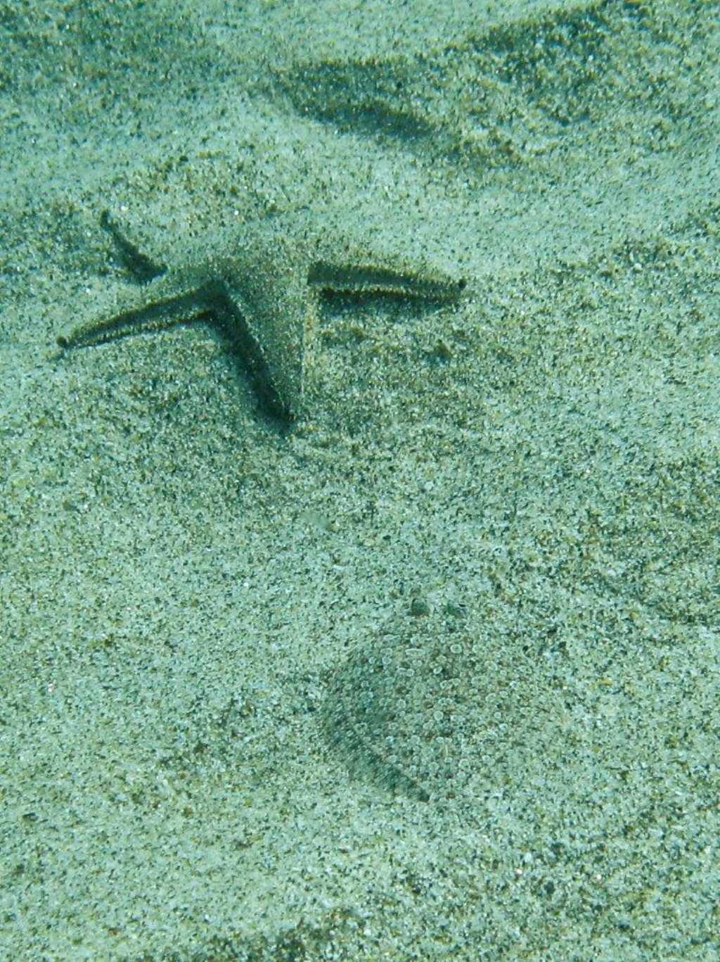 Associazione tra Bothus podas e Astropecten jonstoni