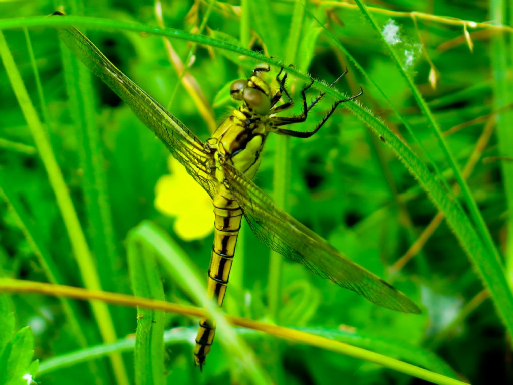 Orthetrum cancellatum, femmina