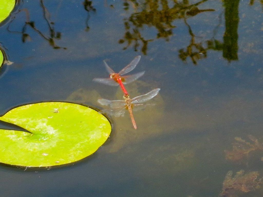 Sympetrum?  S,  Sympetrum fonscolombii e Sympetrum striolatum