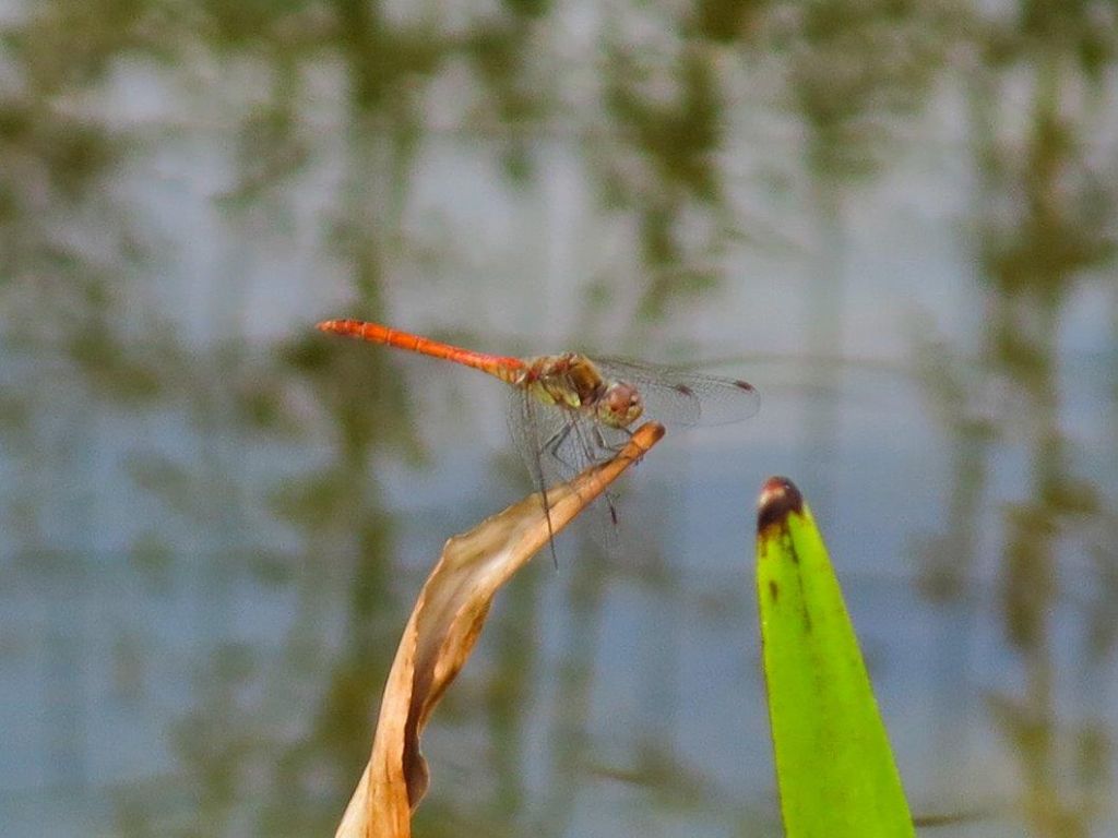 Sympetrum?  S,  Sympetrum fonscolombii e Sympetrum striolatum