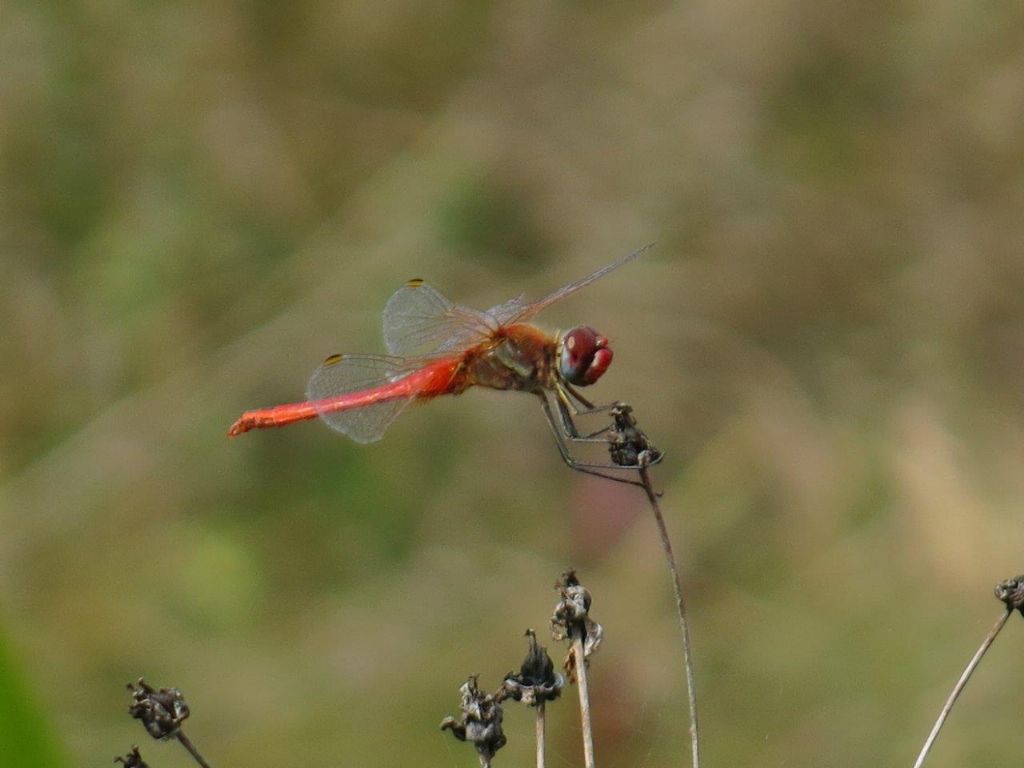 Sympetrum?  S,  Sympetrum fonscolombii e Sympetrum striolatum