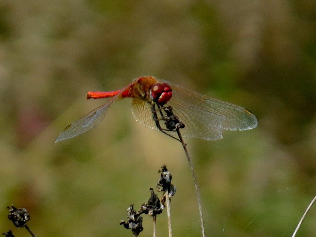 Sympetrum?  S,  Sympetrum fonscolombii e Sympetrum striolatum