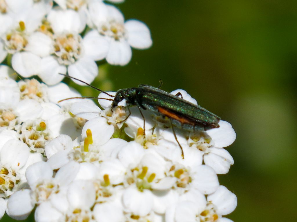 Oedemera nobilis, femmina - Oedemeridae