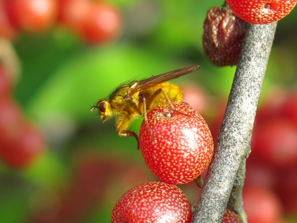 Scathophagidae: Scathophaga stercoraria