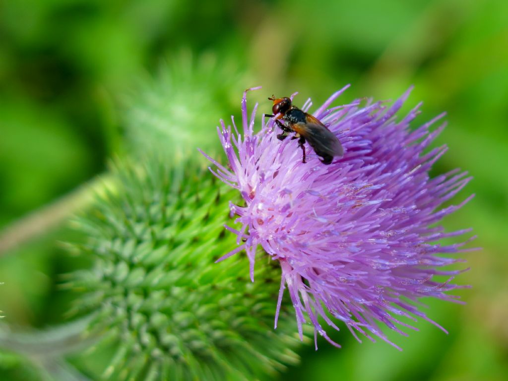 Conopidae: cfr. Thecophora sp.