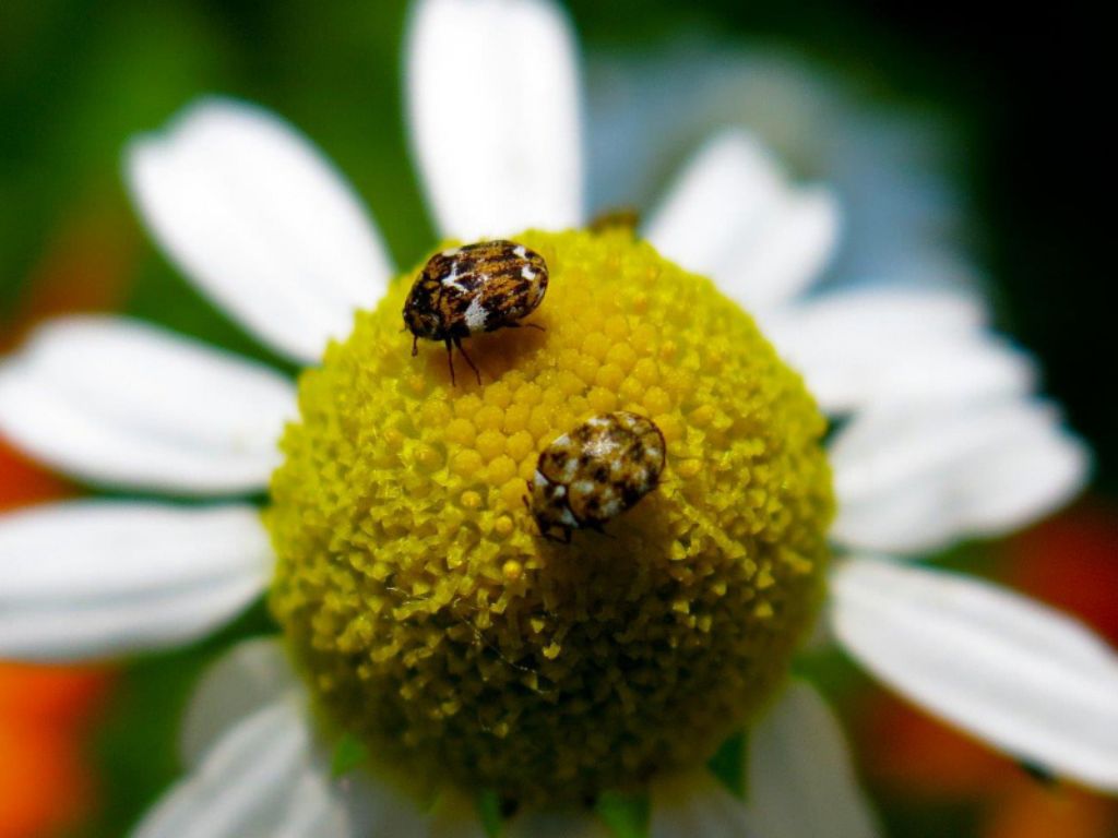 Piccoli coleotteri: Anthrenus delicatus e Anthrenus verbasci (Dermestidae)