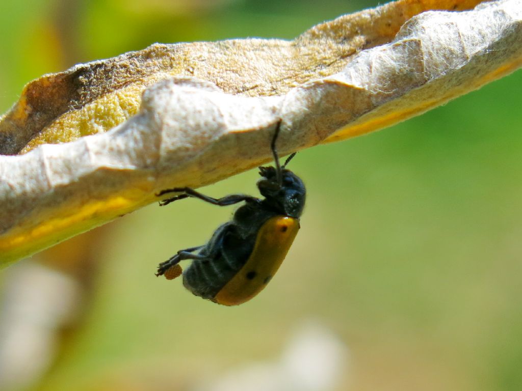 Clytrinae in ovideposizione: Lachnaia italica italica.