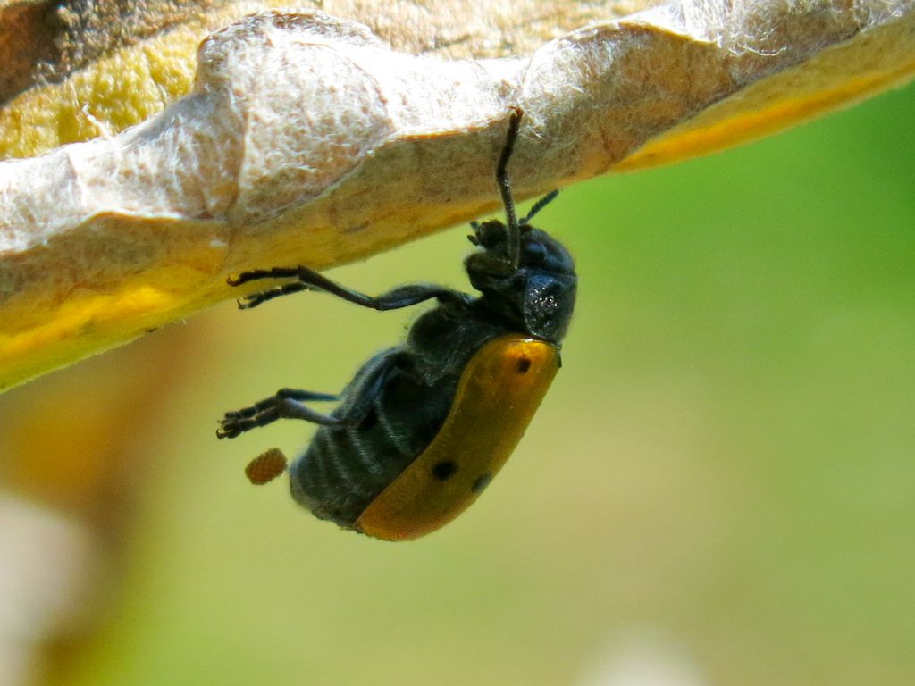 Clytrinae in ovideposizione: Lachnaia italica italica.