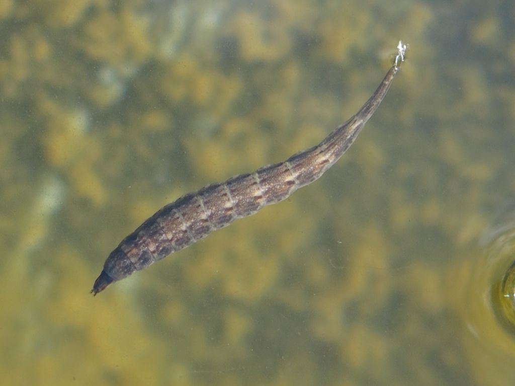 Larva di Stratiomyidae?  S, cfr.Stratiomys sp.