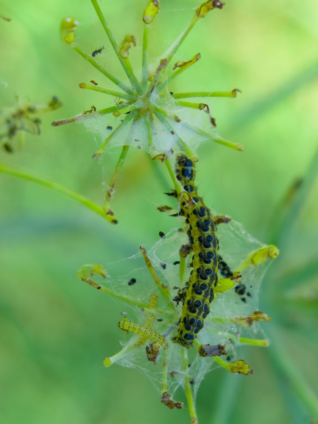 Larva di  Sitochroa palealis (Crambidae)