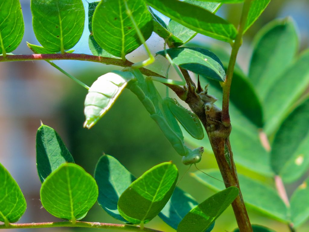 Mantide da identificare:  Hierodula  transcaucasica (cfr.)