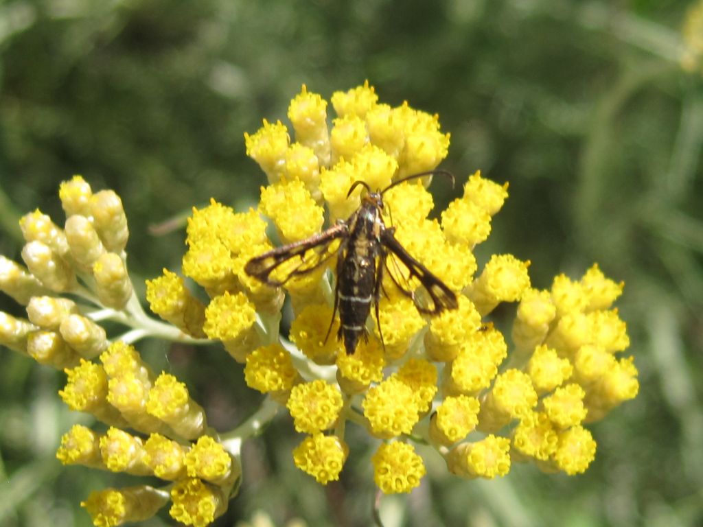 Lepidoptera da identificare 2
