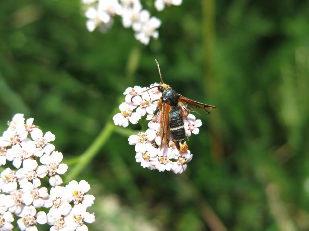 Lepidoptera da identificare 3: Pyropteron chrysidiformis - Sesiidae