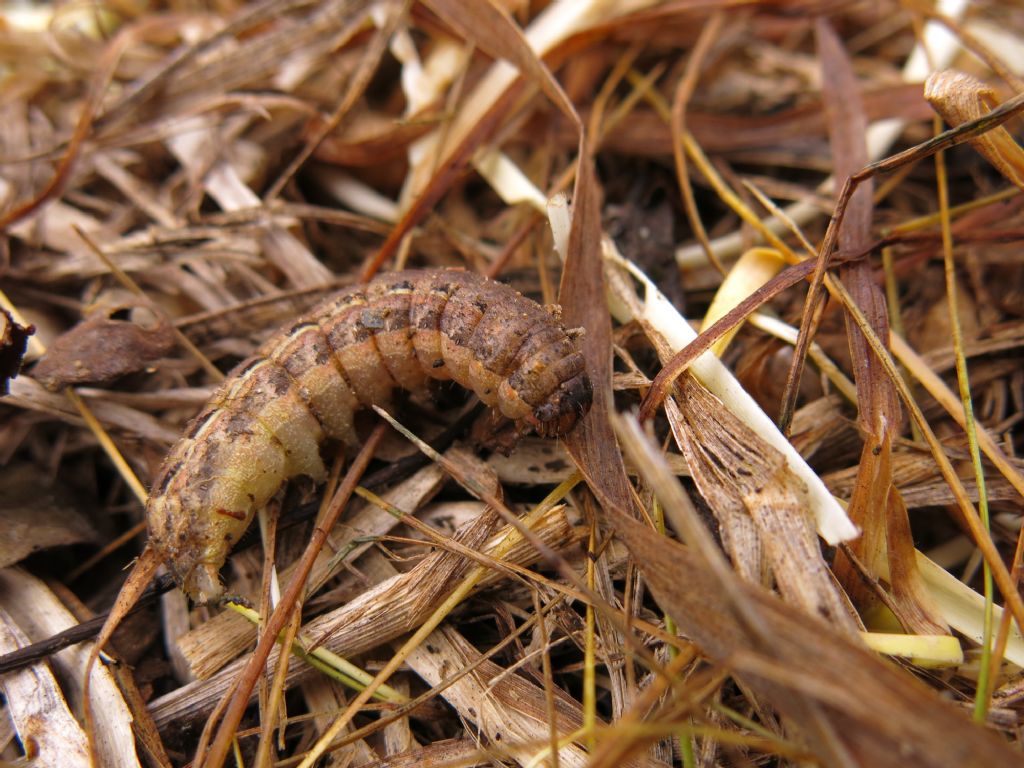 Bruco da identificare: Noctua pronuba - Noctuidae