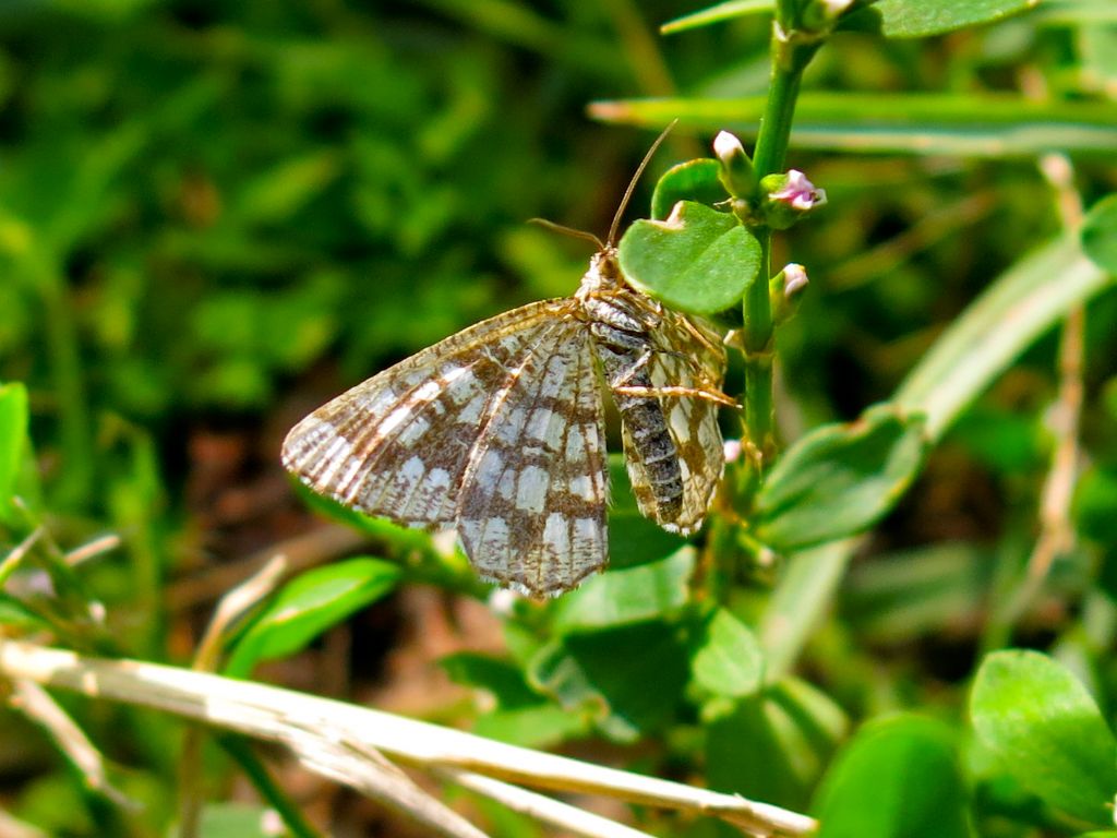 Lepidoptera da identificare 5: Chiasmia clathrata - Geometridae