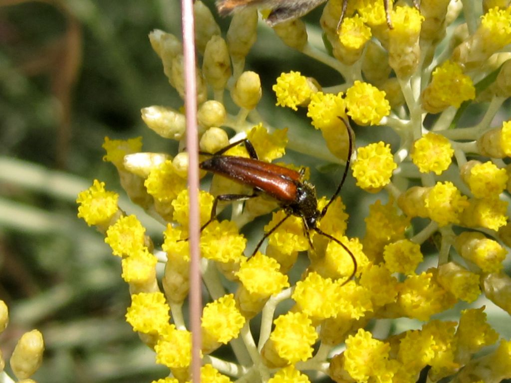 Cerambycidae: Stenurella da identificare