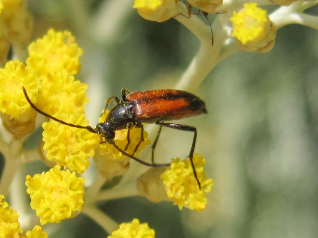 Cerambycidae: Stenurella da identificare