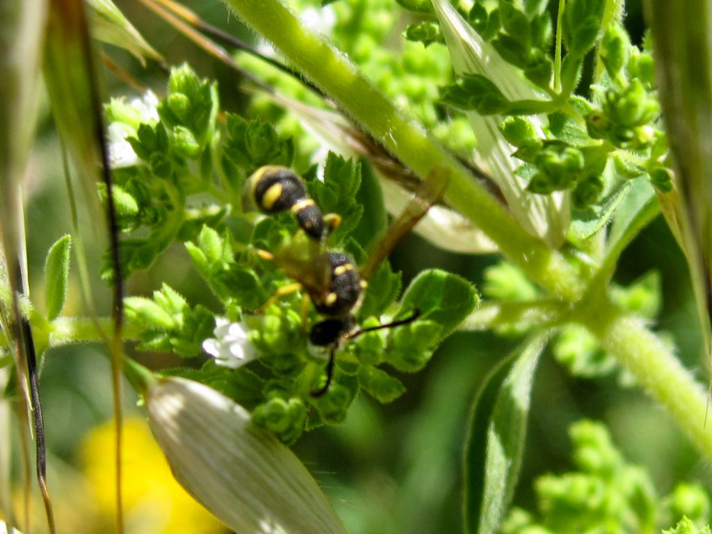 Vespidae Eumeninae: Eumenes sp.