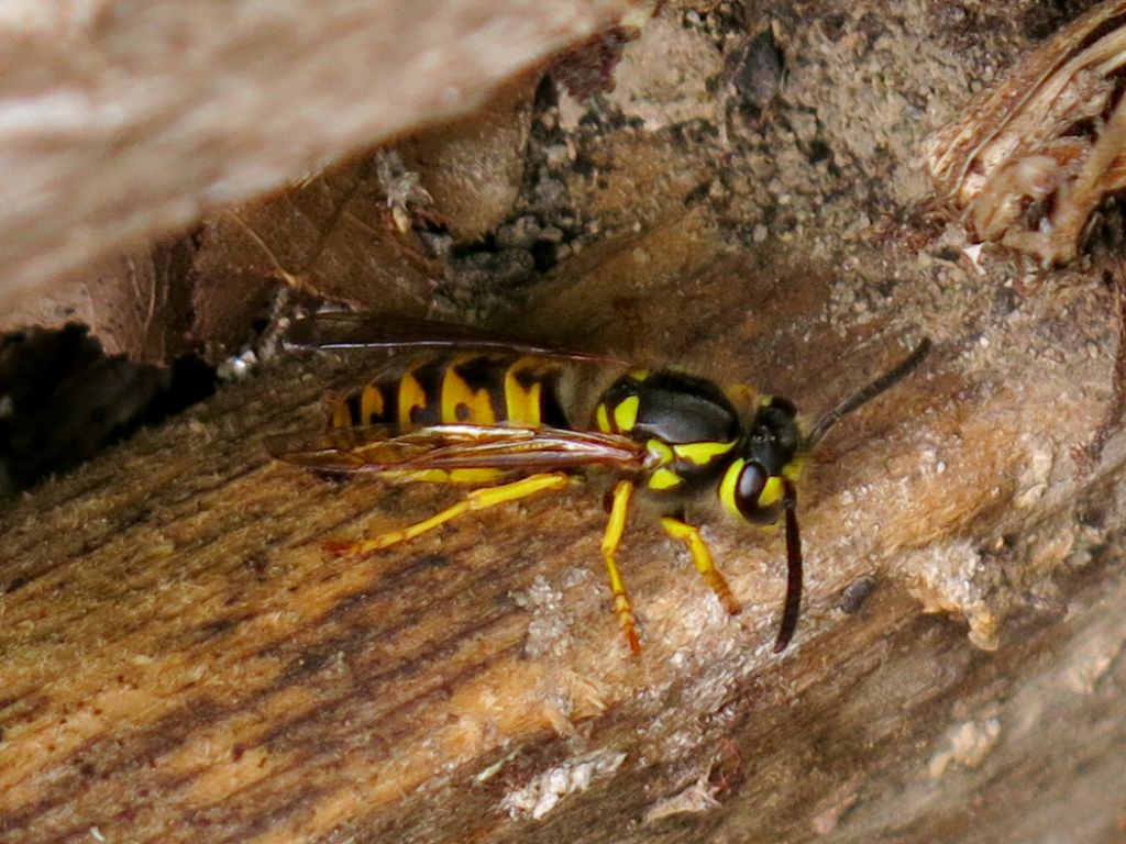 Vespidae: Vespula germanica  (cfr.)