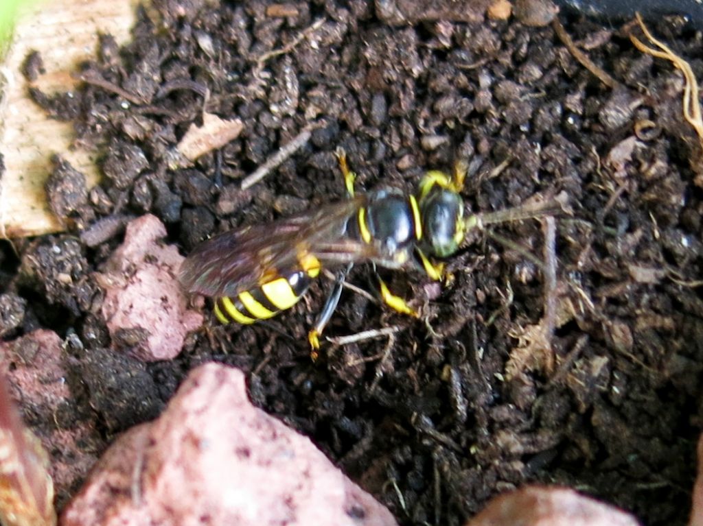 Crabronidae Gorytini: cfr. Gorytes sp.