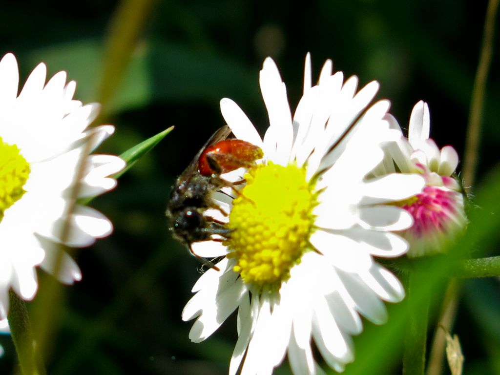 Apidae Halictinae: Sphecodes sp.