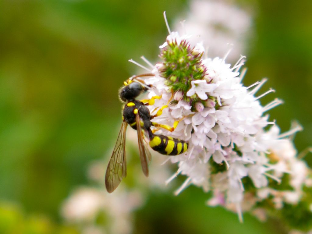 Crabronidae : Cerceris sabulosa, maschio..