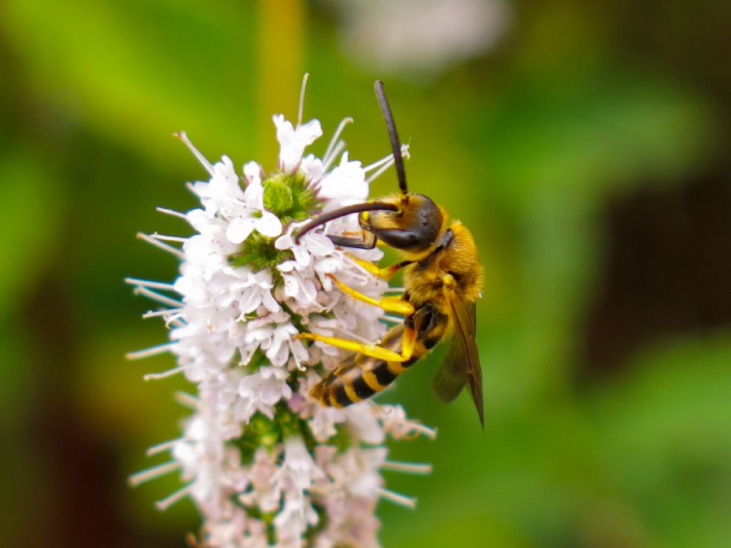Maschi e femmine di Halictus scabiosae (Apidae Halictinae)