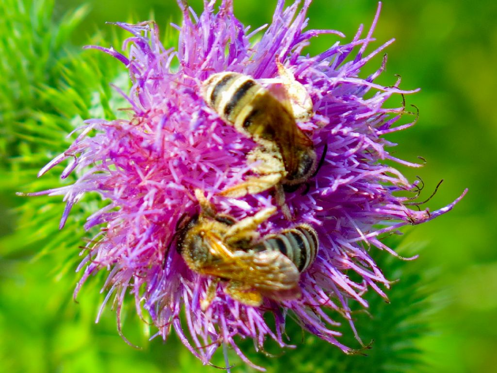 Maschi e femmine di Halictus scabiosae (Apidae Halictinae)