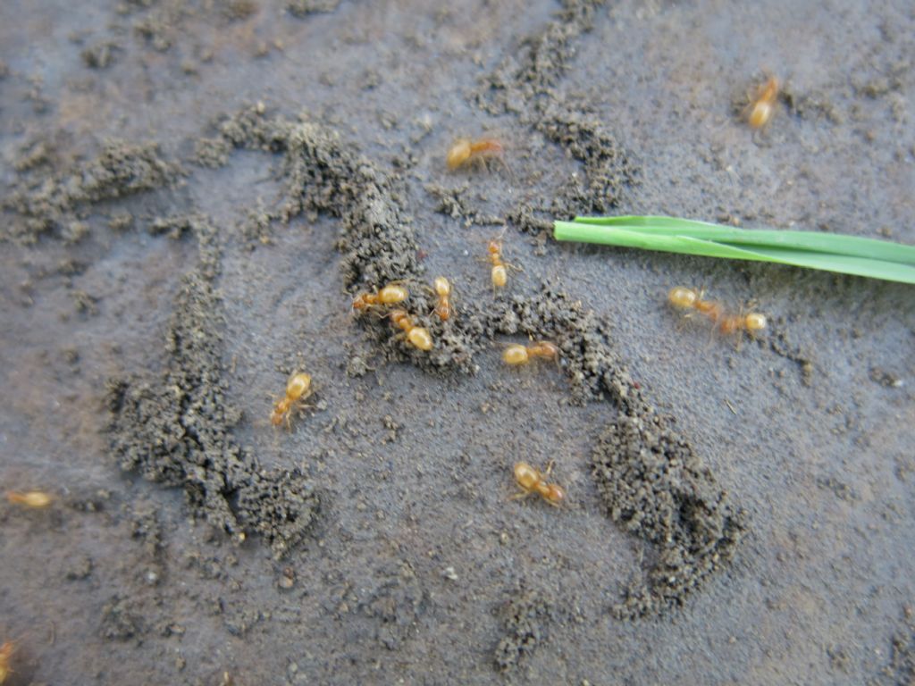 Formiche da identificare: Lasius sp.