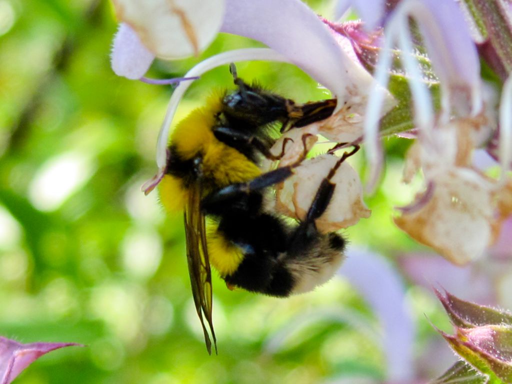 Apidae: Bombus (Megabombus) ruderatus (cfr.).
