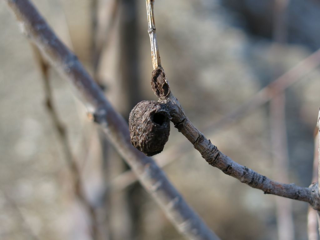 Identificazione da nido: galla di afide Pemphigus immunis