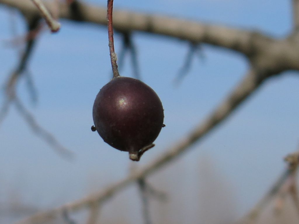 Celtis australis