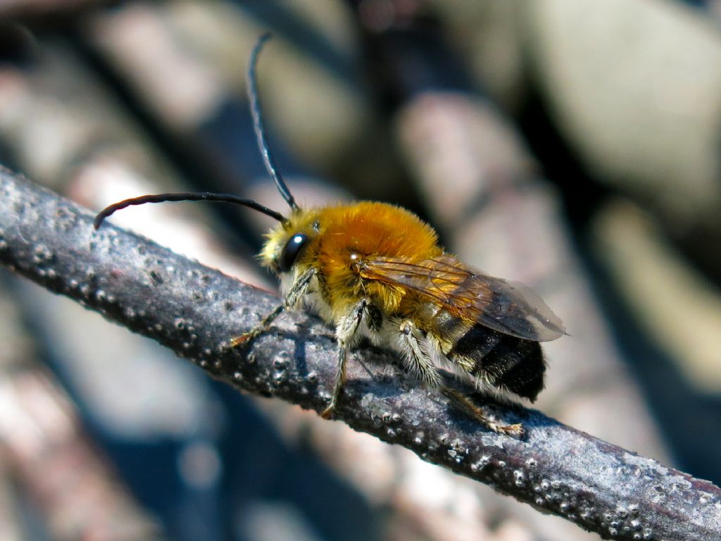 Apidae: Eucera sp.