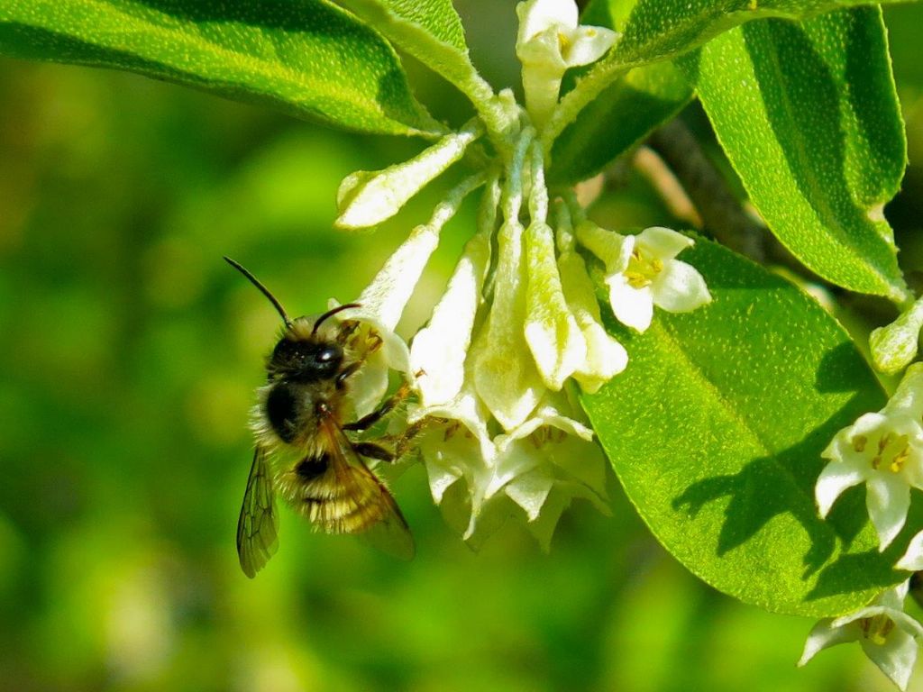 Apidae Megachilinae: Osmia sp.