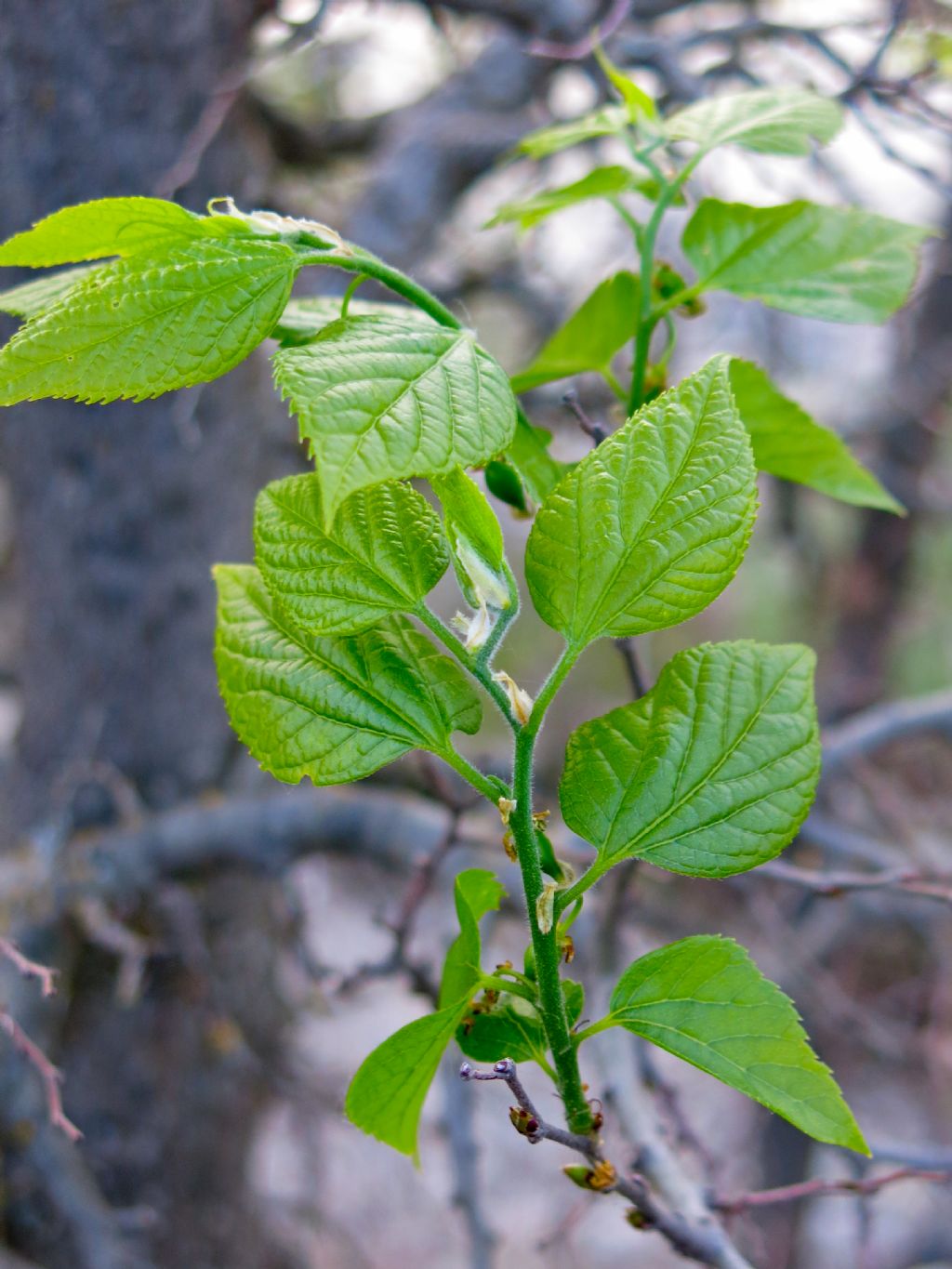 Celtis australis