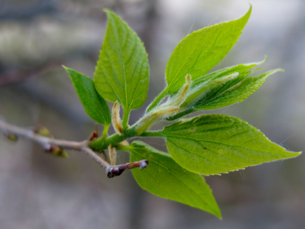 Celtis australis