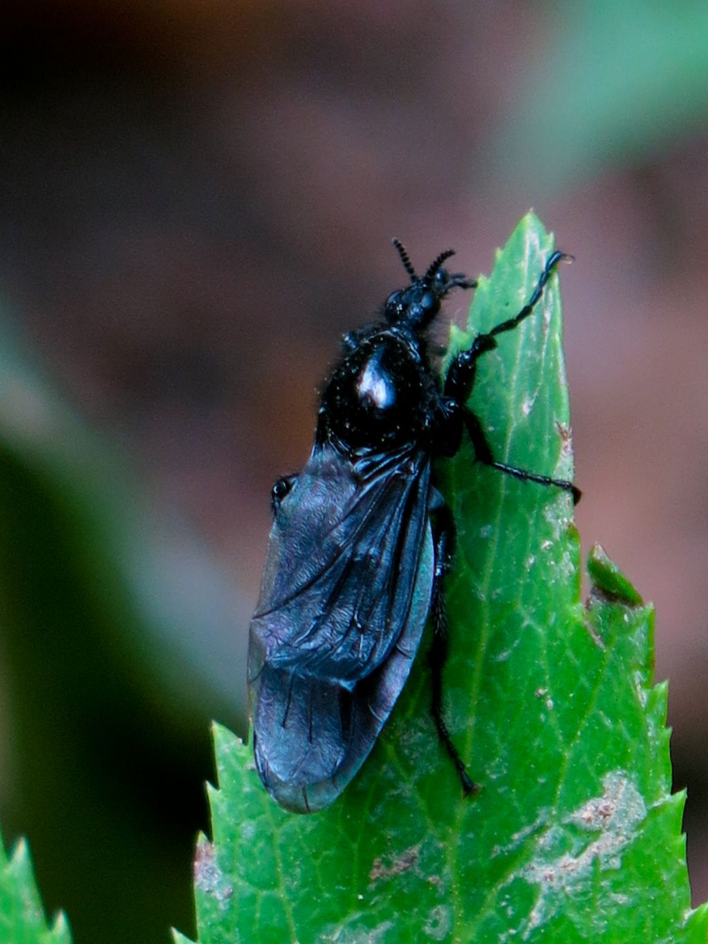 Bibionidae da identificare