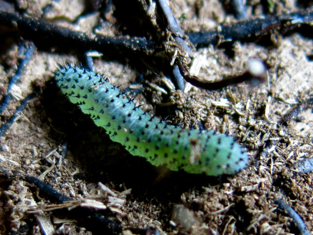 Larva da identificare