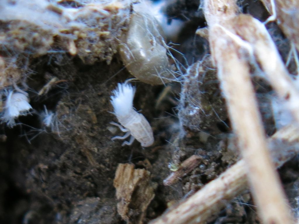 Ninfe di Reptalus sp. (Fulgoromorpha Cixiidae)
