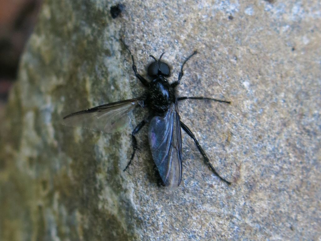 Bibionidae da identificare