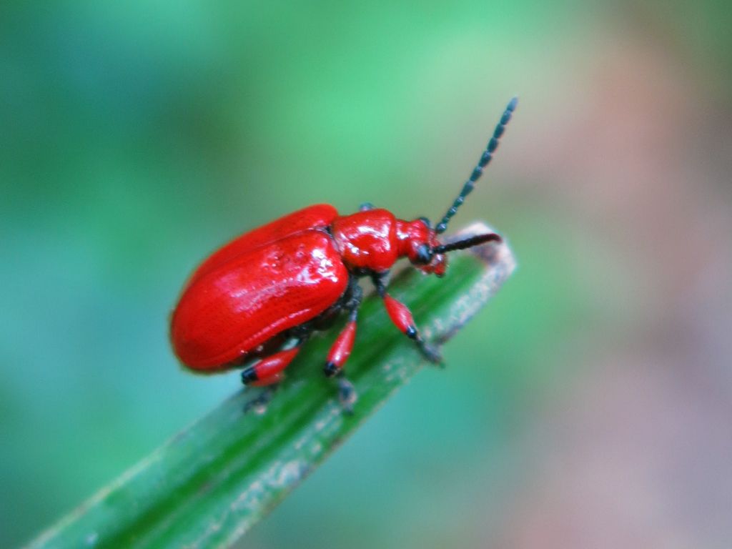 Lilioceris merdigera (Chrysomelidae)