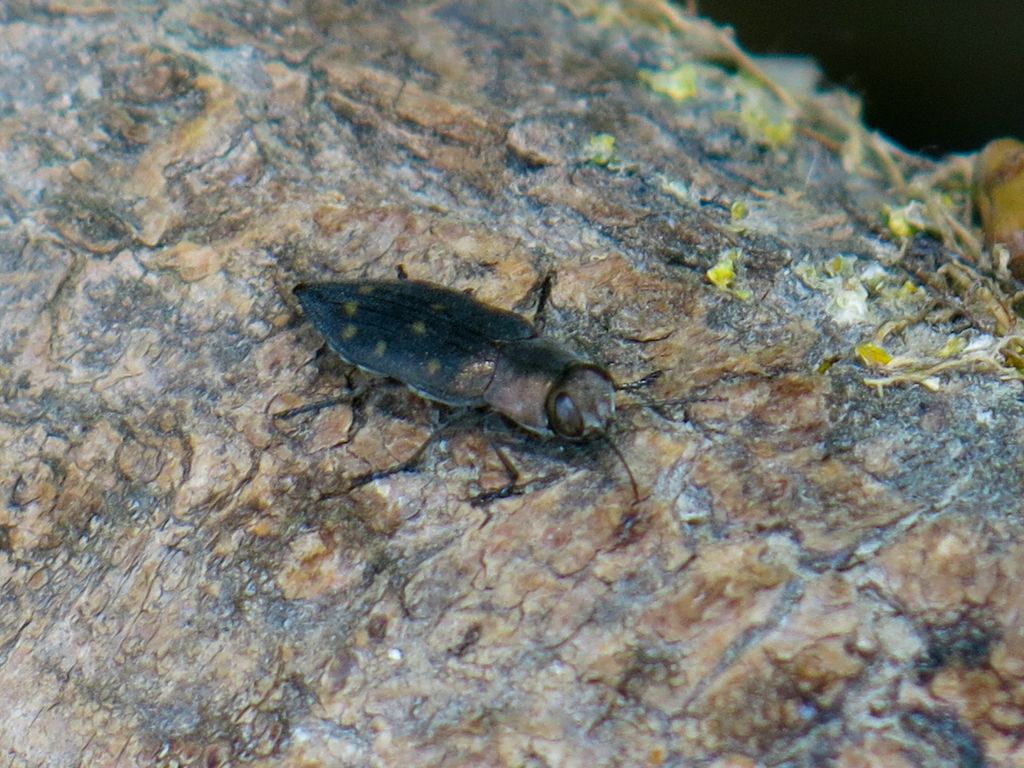 Buprestidae: Trachypteris picta decastigma