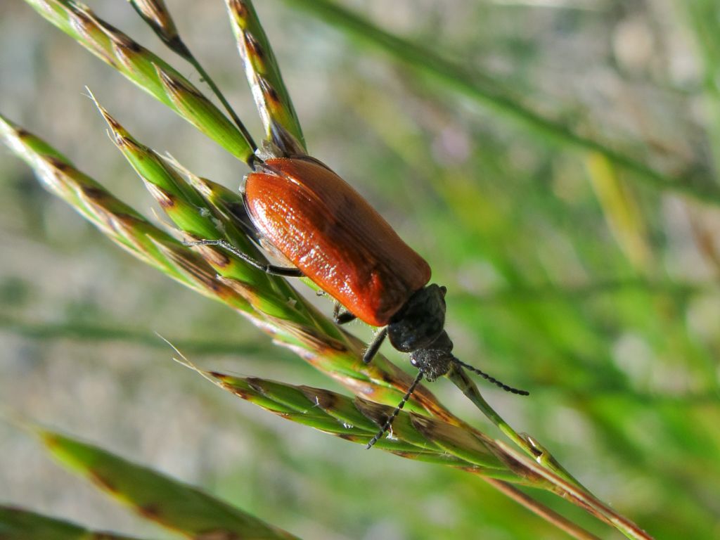 Tenebrionidae Alleculinae; Omophlus sp.