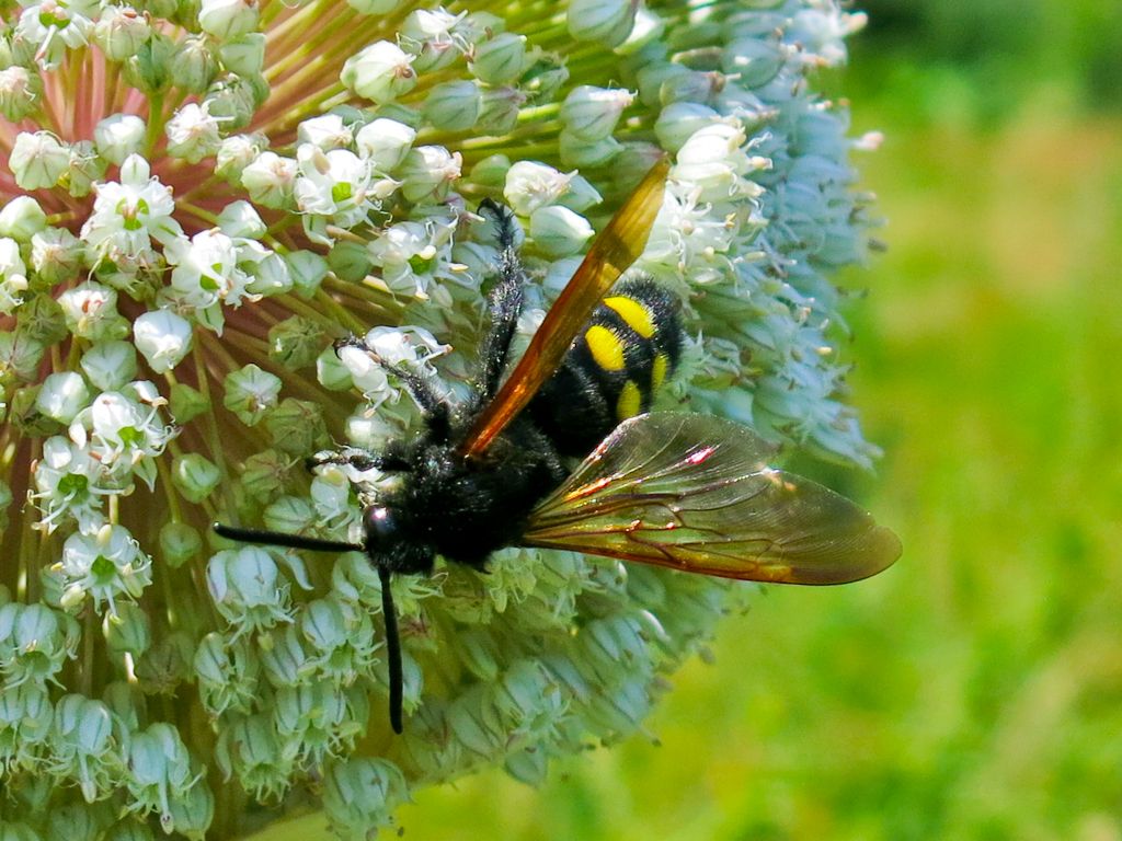 Scoliidae: Megascolia maculata flavifrons, maschio