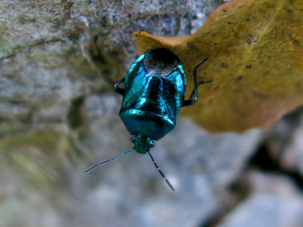 Pentatomidae: Zicrona caerulea