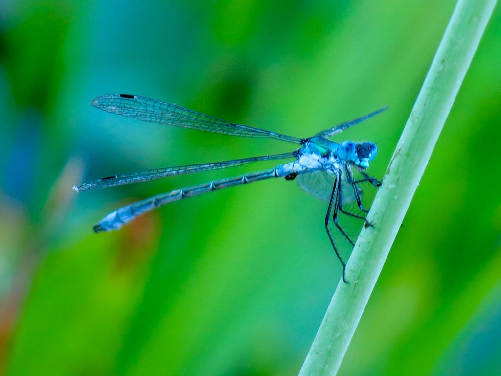 Lestidae da identificare: Lestes dryas